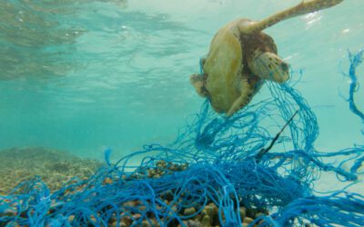 Plastica in mare: conseguenze e soluzioni